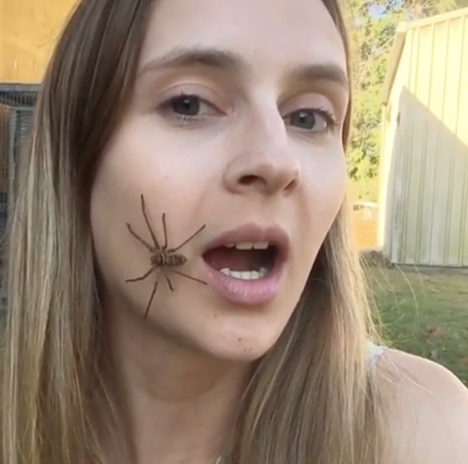 Spindel Spindel